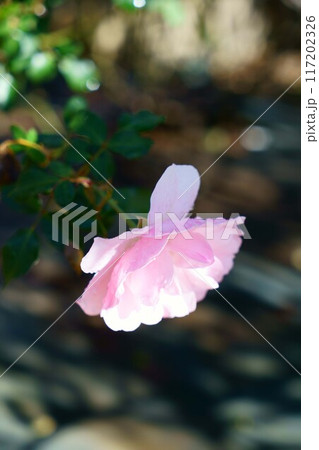 6967 薔薇 ボニカ ’82 6967 薔薇 ボニカ ’82 117202326