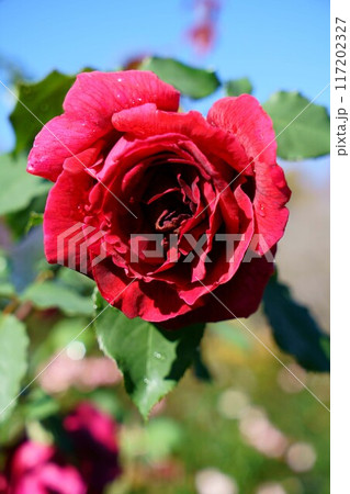 6966　薔薇　パパメイアン 117202327