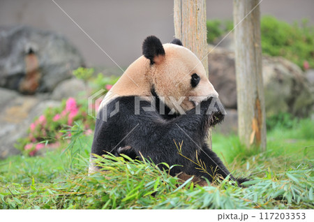 おいしそうに竹を食べる永明 117203353