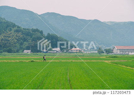 夏の田んぼを歩くカップル 117203473