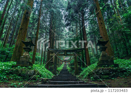 神聖な森の中にある鳥居 神聖な森の中にある鳥居 117203483