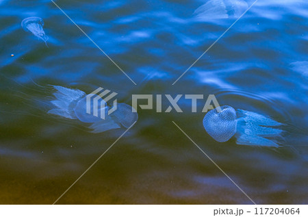 Fluorescent jelly fish 117204064