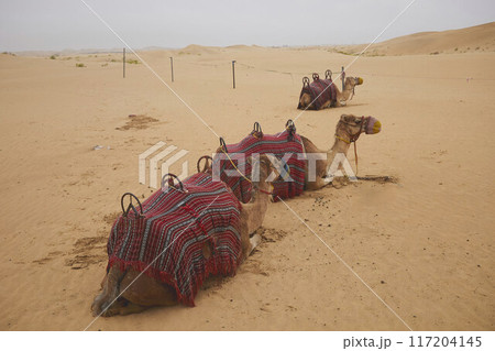 Desert Rub' al Khali in United Arab Emirates Desert Rub' al Khali in United Arab Emirates 117204145