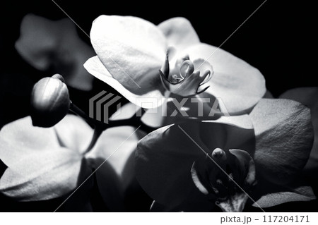 Black and white orchid on plain background Black and white orchid on plain background 117204171
