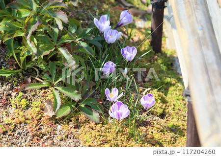 爽やか クロッカスの花 爽やか クロッカスの花 117204260