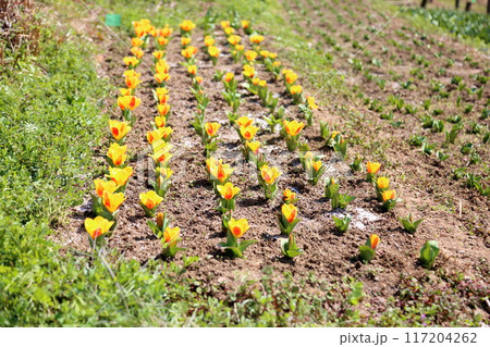 春の花壇 チューリップの花 春の花壇 チューリップの花 117204262