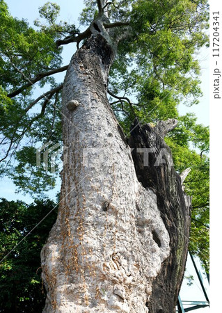 【坂東市 茨城県指定天然記念物 沓掛「神明社」の大欅(ケヤキ)】 【坂東市 茨城県指定天然記念物 沓掛「神明社」の大欅(ケヤキ)】 117204341