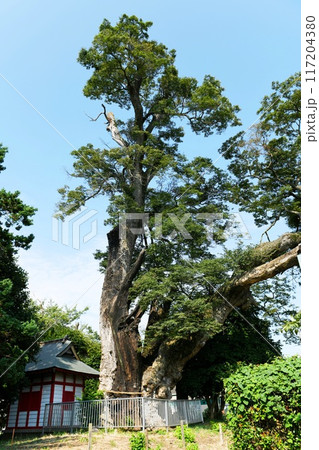 【坂東市　茨城県指定天然記念物　沓掛「神明社」の大欅(ケヤキ)】 117204380