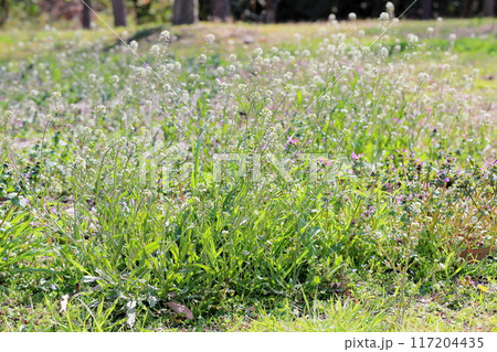 ナズナの花 春の七草 ナズナの花 春の七草 117204435