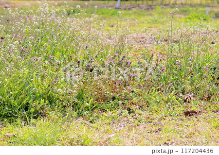 ホトケノザの花 117204436