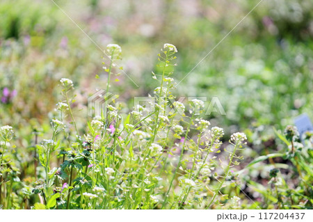 ナズナの花 春の七草 ナズナの花 春の七草 117204437