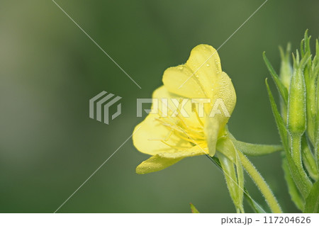 ヨイマチグサの花のアップ ヨイマチグサの花のアップ 117204626