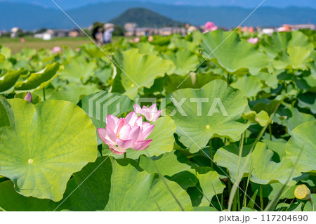 奈良県橿原市　盛夏の藤原宮跡　畝傍山をバックに咲く蓮の花 117204690