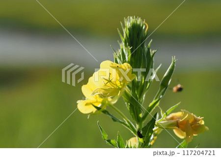 八島湿原のヨイマチグサ 117204721