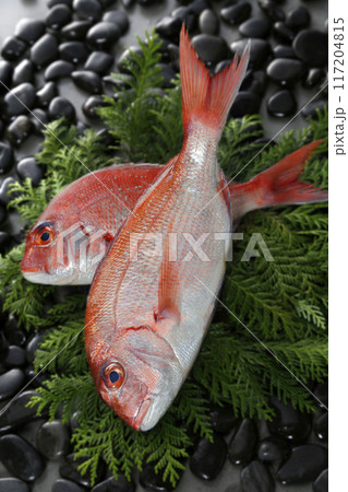 二匹の鯛 117204815