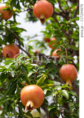 真夏の果実イメージ 117204870