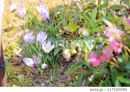爽やか　クロッカスの花 117205099