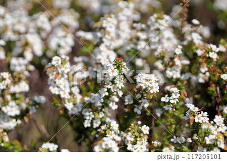 ユキヤナギの花 満開 ユキヤナギの花 満開 117205101