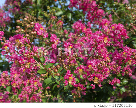 夏の奈良公園浮雲園地に咲いた百日紅の花 117205110