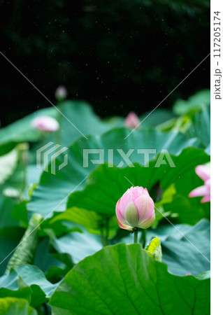 These are lotus from a certain place in Kyoto 117205174
