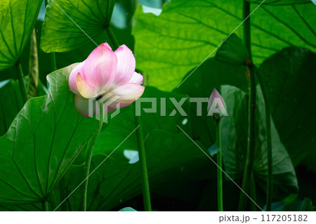These are lotus from a certain place in Kyoto 117205182