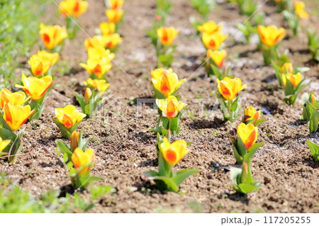 春の花壇 チューリップの花 春の花壇 チューリップの花 117205255