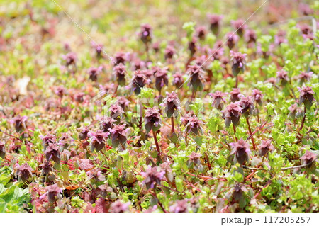 ヒメオドリコソウの花 ヒメオドリコソウの花 117205257
