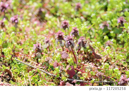 ヒメオドリコソウの花 117205258