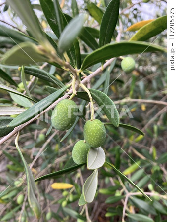 青い実のなるオリーブの木 117205375
