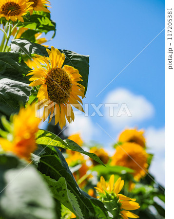 青空に映えるひまわり畑 青空に映えるひまわり畑 117205381