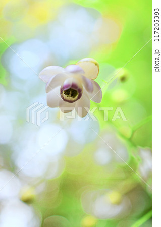 可愛いレンゲショウマ（縦） 117205393