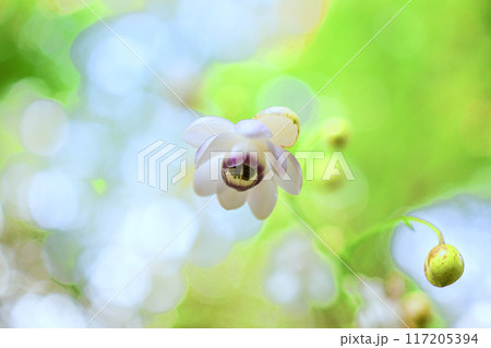 可愛いレンゲショウマ 117205394