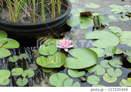 睡蓮の花 睡蓮の花 117205409