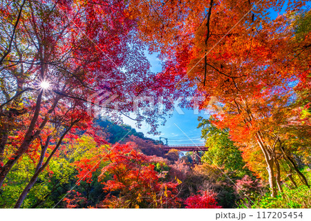 石清水八幡宮参道ケーブルと紅葉 117205454