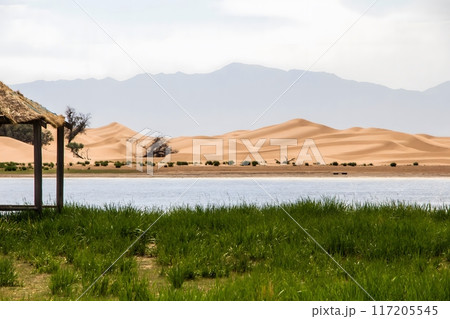 Desert Oasis Landscape 117205545