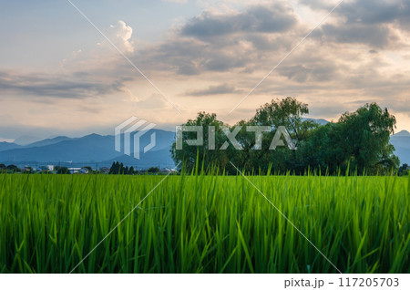 夕暮れの田園 上曽我の田園風景 ノスタルジックな原風景 夕暮れの田園 上曽我の田園風景 ノスタルジックな原風景 117205703