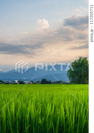 夕暮れの田園 上曽我の田園風景 ノスタルジックな原風景 夕暮れの田園 上曽我の田園風景 ノスタルジックな原風景 117205711