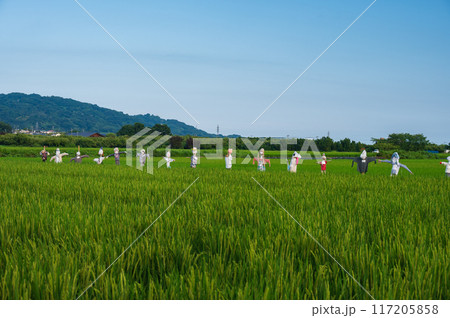 上曽我の田園 田んぼを守る案山子 上曽我の田園 田んぼを守る案山子 117205858