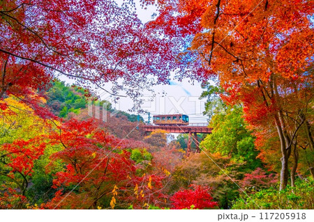 石清水八幡宮参道ケーブルと紅葉 石清水八幡宮参道ケーブルと紅葉 117205918