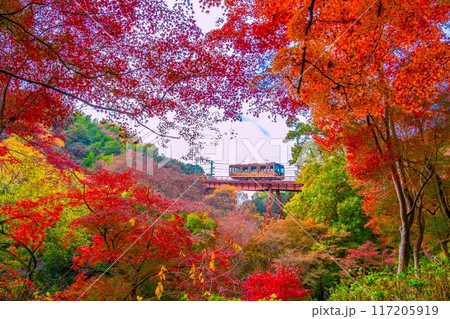 石清水八幡宮参道ケーブルと紅葉 石清水八幡宮参道ケーブルと紅葉 117205919