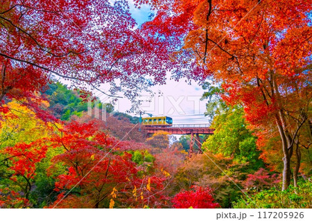 石清水八幡宮参道ケーブルと紅葉 石清水八幡宮参道ケーブルと紅葉 117205926
