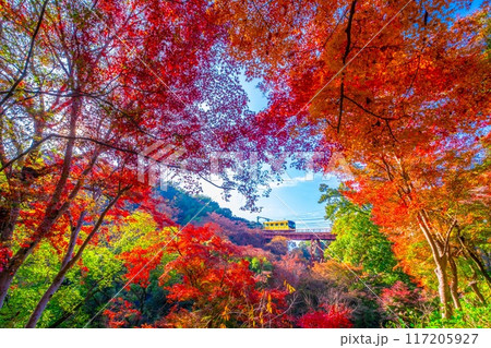 岩清水八幡宮参道ケーブルと紅葉 117205927