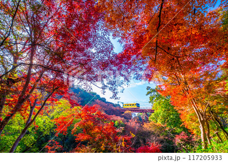 石清水八幡宮参道ケーブルと紅葉 石清水八幡宮参道ケーブルと紅葉 117205933