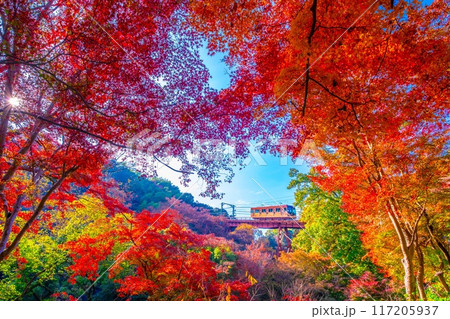 石清水八幡宮参道ケーブルと紅葉 石清水八幡宮参道ケーブルと紅葉 117205937