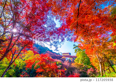石清水八幡宮参道ケーブルと紅葉 石清水八幡宮参道ケーブルと紅葉 117205938