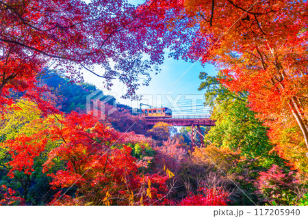 石清水八幡宮参道ケーブルと紅葉 石清水八幡宮参道ケーブルと紅葉 117205940