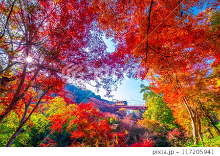 岩清水八幡宮参道ケーブルと紅葉 117205941