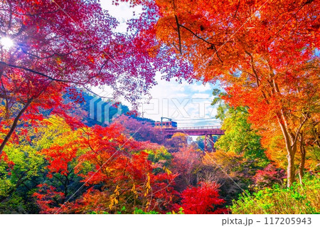 石清水八幡宮参道ケーブルと紅葉 石清水八幡宮参道ケーブルと紅葉 117205943