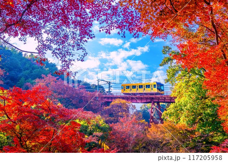 岩清水八幡宮参道ケーブルと紅葉 岩清水八幡宮参道ケーブルと紅葉 117205958