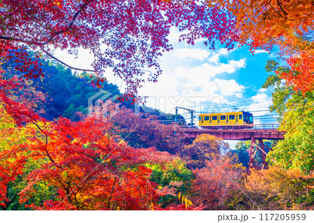 石清水八幡宮参道ケーブルと紅葉 117205959